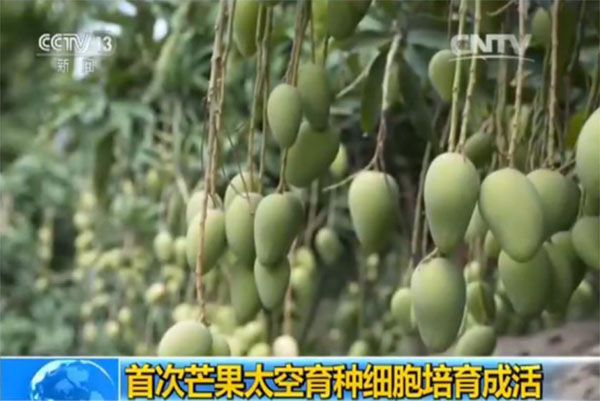 转载自凤凰网：世界首次！中国“芒果太空育种细胞”成活111.jpg