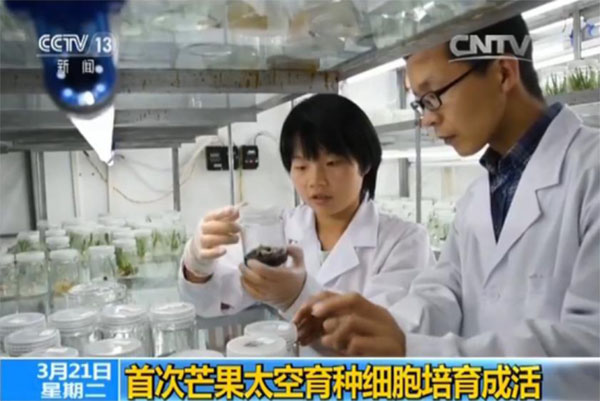 转载自凤凰网：世界首次！中国“芒果太空育种细胞”成活310.jpg